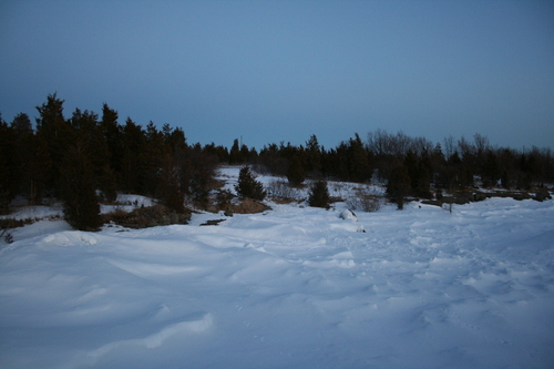 [Picture: Winter trees 3]