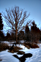 [Picture: Winter tree with moon 1]