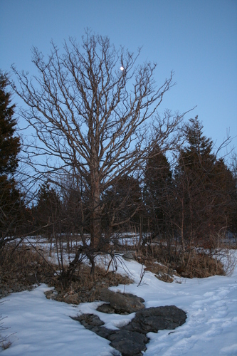 [Picture: Winter tree with moon 1]