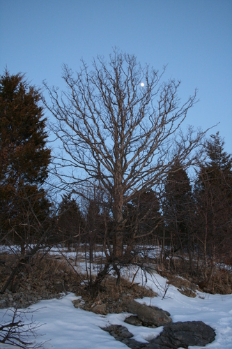 [Picture: Winter tree with moon 2]