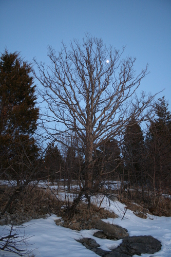 [Picture: Winter tree with moon 3]