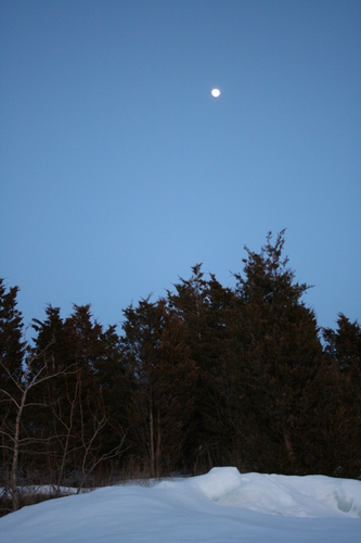 [Picture: Winter forest with full moon]