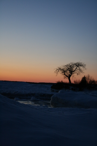 [Picture: Sunset with tree 3]