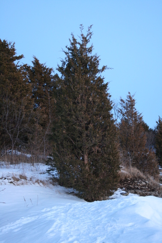 [Picture: Winter Evergreen Tree]