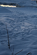 [Picture: Footprints in the snow 1]