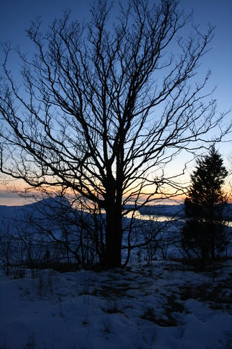 [Picture: Winter tree]