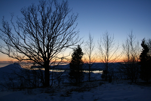 [Picture: Winter tree 2]