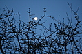 [Picture: Moon through branches]