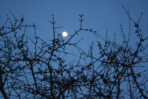 [Picture: Moon through branches]