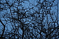 [Picture: thorny branches texture]