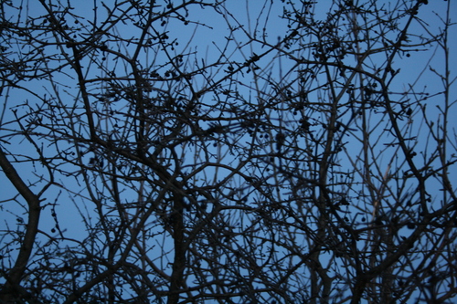 [Picture: thorny branches texture]