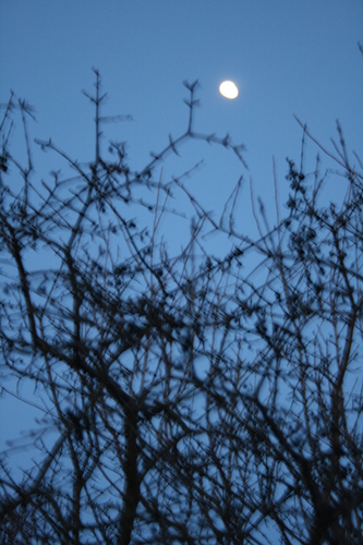 [Picture: blurry thorny branches texture 1]