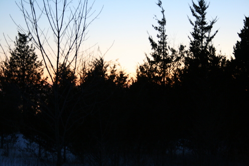 [Picture: Sunset behind the trees]