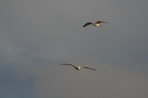 [Picture: Birds in flight]