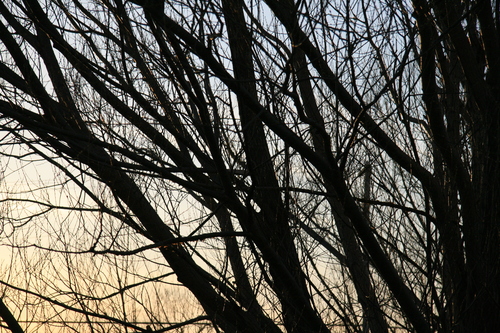 [Picture: Sunset trees]