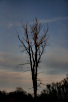 [Picture: Elm tree against a darkening sky]