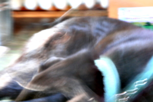 [Picture: Dog in motion]