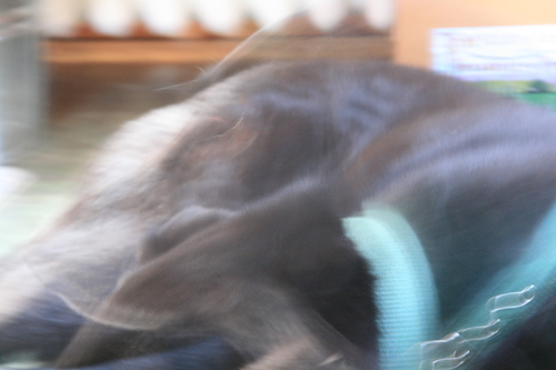 [Picture: Dog in motion]