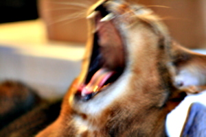 [picture: Closer yawn]