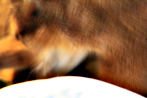 [picture: Abstract Cat]