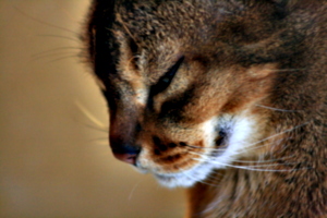 [picture: close-up of cat's face]