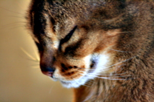 [picture: close-up of cat's face 2]
