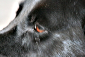 [picture: The black dog's brown eye 1]