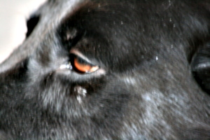 [picture: The black dog's brown eye 2]