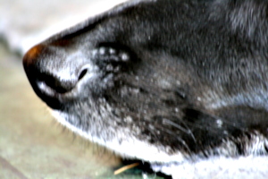 [picture: The black dog's black nose]