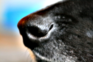 [picture: Black dog's black nose on the end of his black snout]
