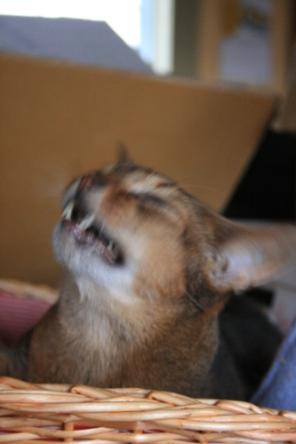 [Picture: Starting a yawn]
