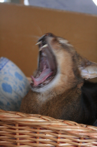 [Picture: Big Yawn]