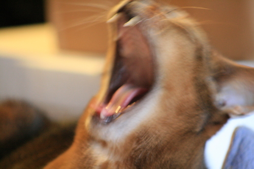 [Picture: Closer yawn]