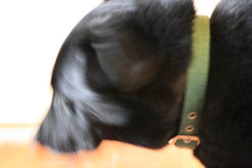 [Picture: Black dog with motion blur!]