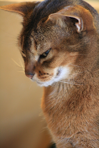[Picture: contented cat pose]