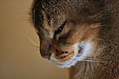 [Picture: close-up of cat’s face]