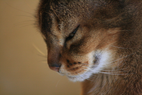 [Picture: close-up of cat’s face]