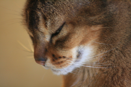 [Picture: close-up of cat’s face 2]