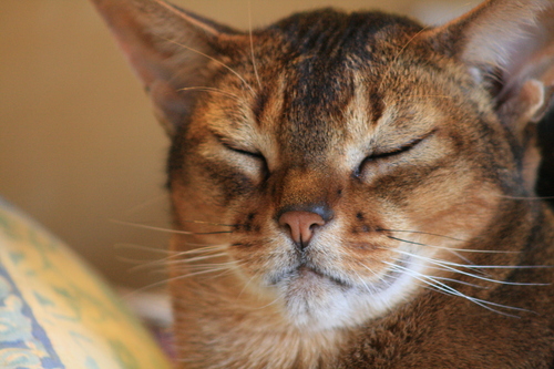 [Picture: happy cat, close-up]