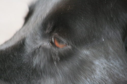 [Picture: The black dog’s brown eye 1]