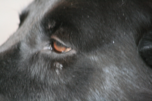 [Picture: The black dog’s brown eye 2]