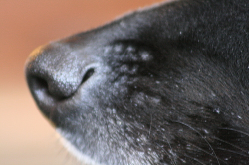 [Picture: The tip of his snout was cold and wet]