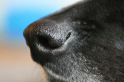 [Picture: Black dog’s black nose on the end of his black snout]