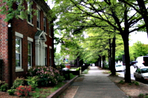 [picture: Raleigh street with trees]