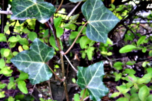 [picture: ivy 2]