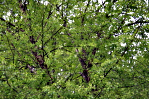 [picture: Tree Green 1]