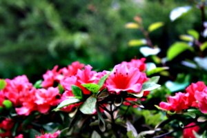 [picture: Flowers 3]