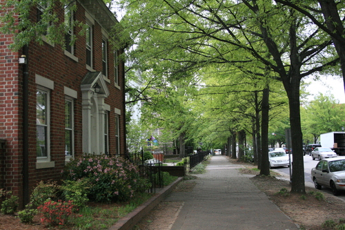 [Picture: Raleigh street with trees]