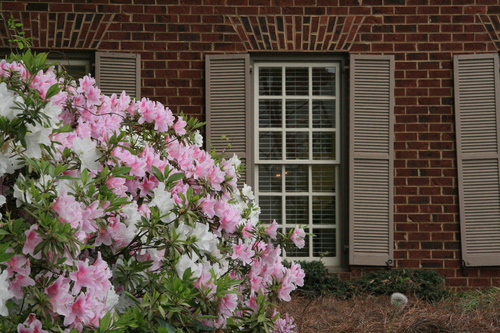 [Picture: Window with shutters and flowers 1]