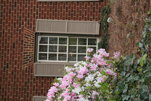 [Picture: Window with shutters and flowers 2]